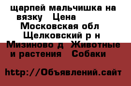 щарпей мальчишка на вязку › Цена ­ 5 000 - Московская обл., Щелковский р-н, Мизиново д. Животные и растения » Собаки   